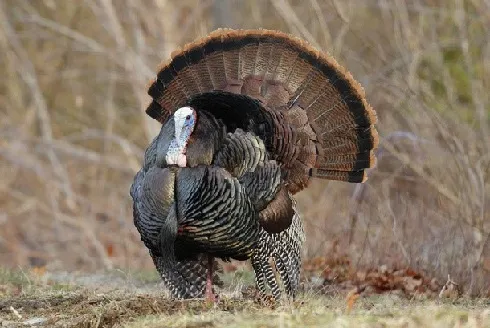 West Virginia Division of Natural Resources Reports Spring Gobbler Harvests Increased 12.3 Percent in '26