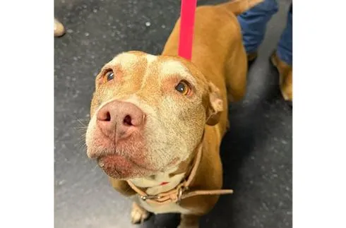 Community Asked to Help in Finding Owners of Dog