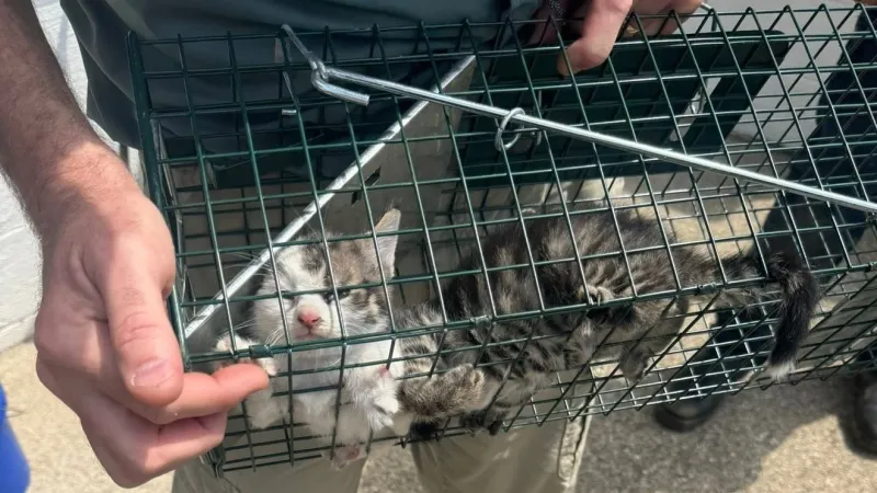 Police and fire crews rescue kittens from under home in Dunbar
