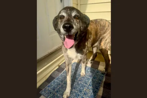 Dog Found on Cole Avenue in Bridgeport