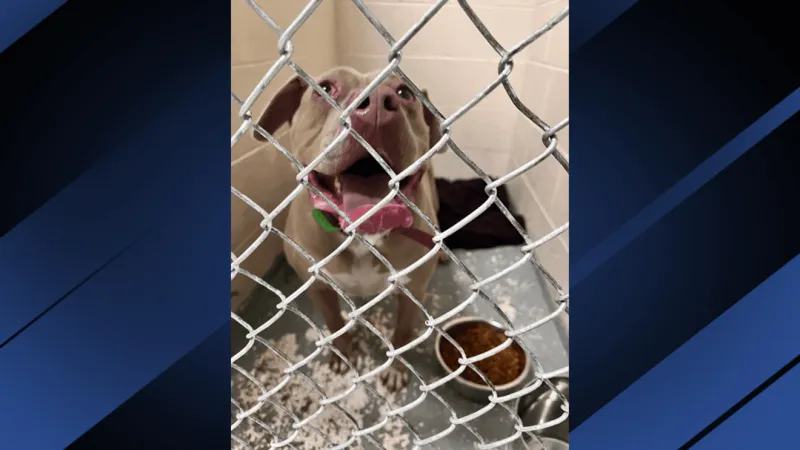 Dog rescued in deadly I-64 crash in W.Va. returns safely to Iowa with family of owner