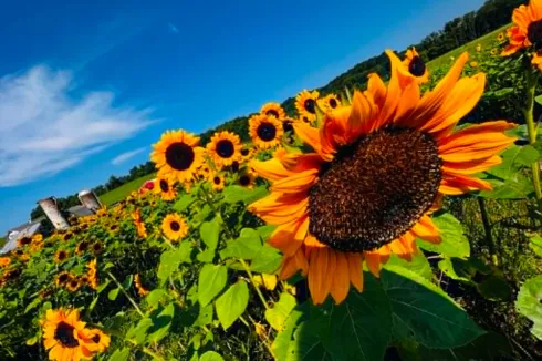 It's Happening: Curtain to Open on The Wild Sonflower's Summer Season