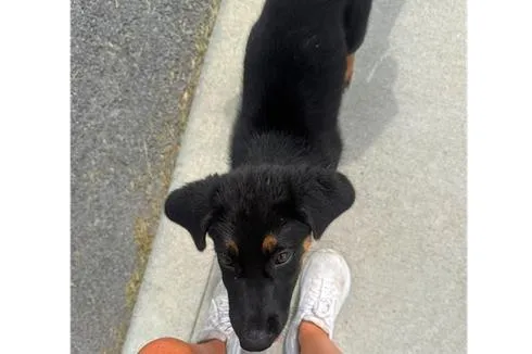 Update: Owner is Found for Lawman Avenue Puppy