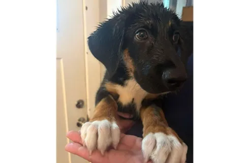 Owner Sought for Dog Found on Pennsylvania Avenue