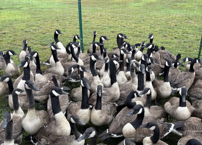 Annual DNR banding of Canada geese nears completion