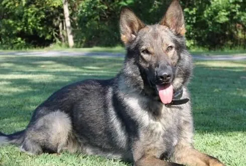 White Hall's First-Ever K-9 Officer, Kobe, Passes Away