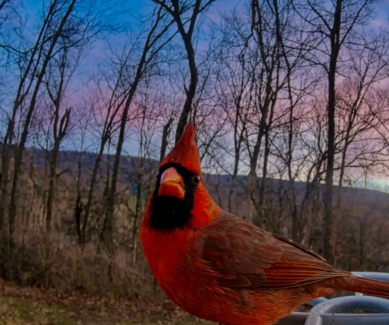 Guardian of the Appalachians wins people's pick for Best Photo
