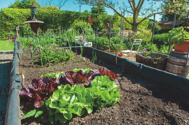 Keep planting through summer with succession planting plan