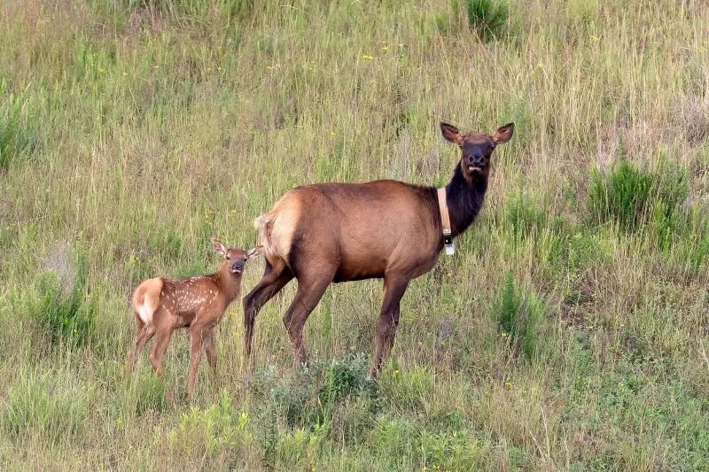 New elk calves starting to appear on Tomblin WMA