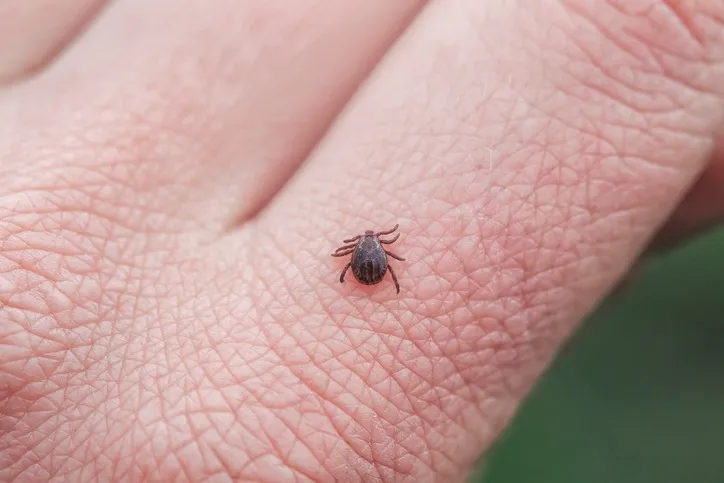 Health departments respond to bad tick year