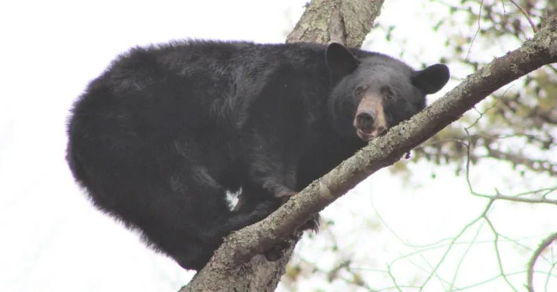 Larry Case: The bear facts, and nothing but the bear facts
