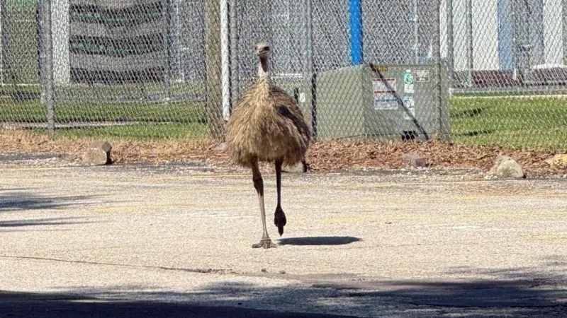 PHOTOS: Emu spotted roaming around Charleston on Friday