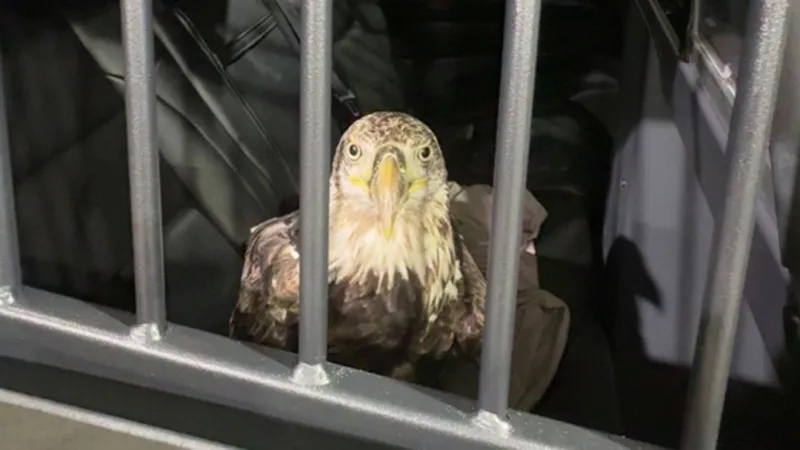 Injured bald eagle rescued by Ky. trooper released back into wild after month of recovery