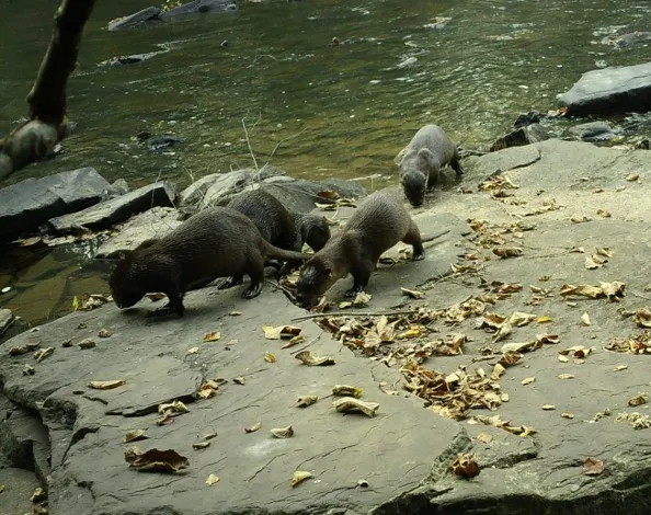 Commission okays increase in otter bag limit to two