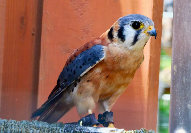Bird's-eye view: A visit to the Avian Conservation Center of Appalachia