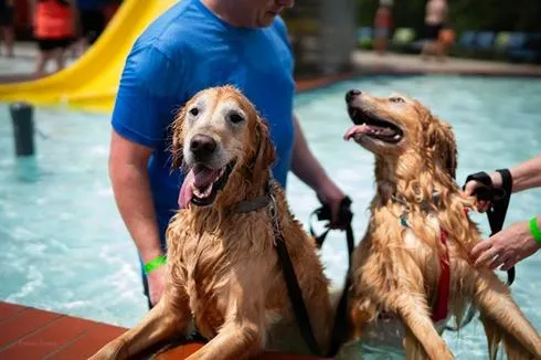 Weather Cancels United Way Drool at the Pool Event