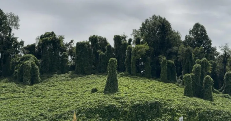 Appalachian Bluebird: The curse of the kudzu