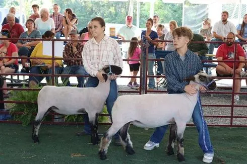Harrison County 4-H and FFA Members to Showcase Livestock Projects August 21-22