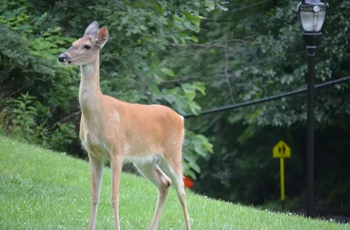 Bridgeport: Feeding Deer is Prohibited in City Limits