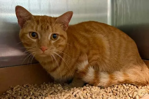 Owner Needed to be Found: Harrison County Animal Control Seek Help to Find Owner of Cat Found in City