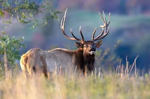 West Virginia DNR Announces Tickets Now Available for 2026 Elk Management Tours Held in Logan County