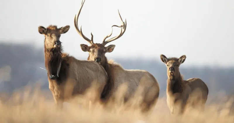 Elk tours return to Chief Logan State Park this fall