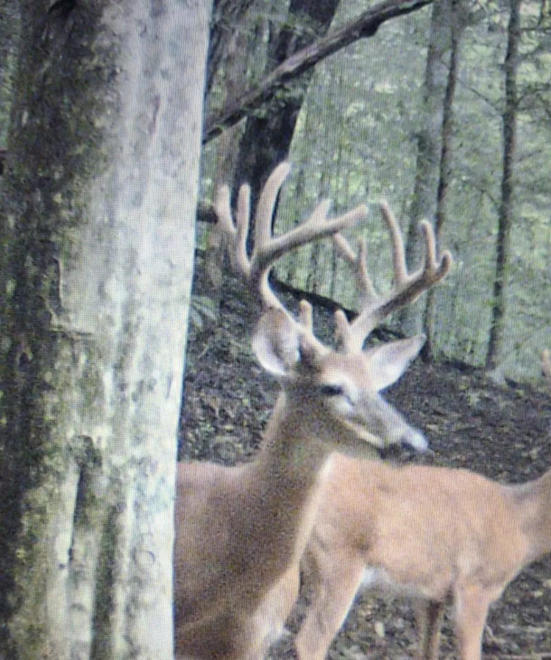 Everyday Outdoors: Bucks I have known --- Double Deuce