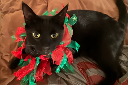 Help Needed to Reunite Missing Cat with Local Family