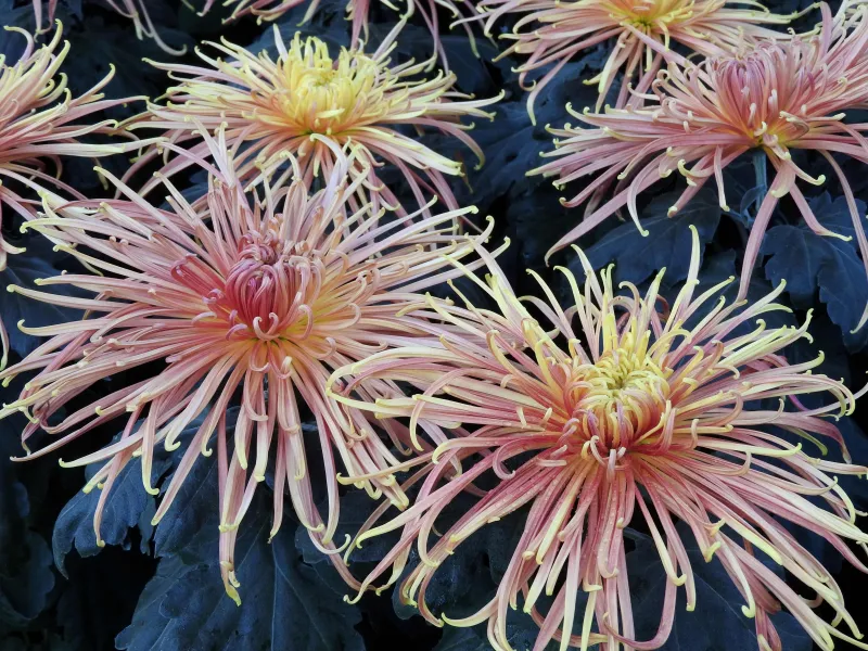 A guide to choosing mums for the fall garden - beyond the classic cushion