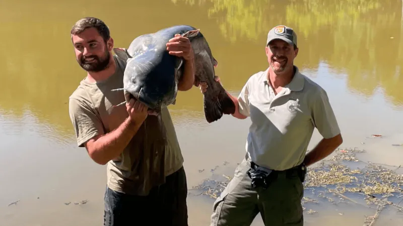 State record blue catfish caught by Ravenswood man