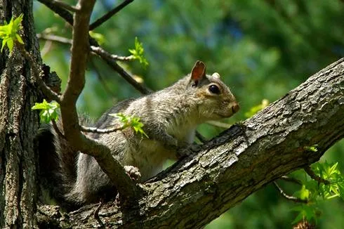 State's Regular Squirrel Season Opens September 12