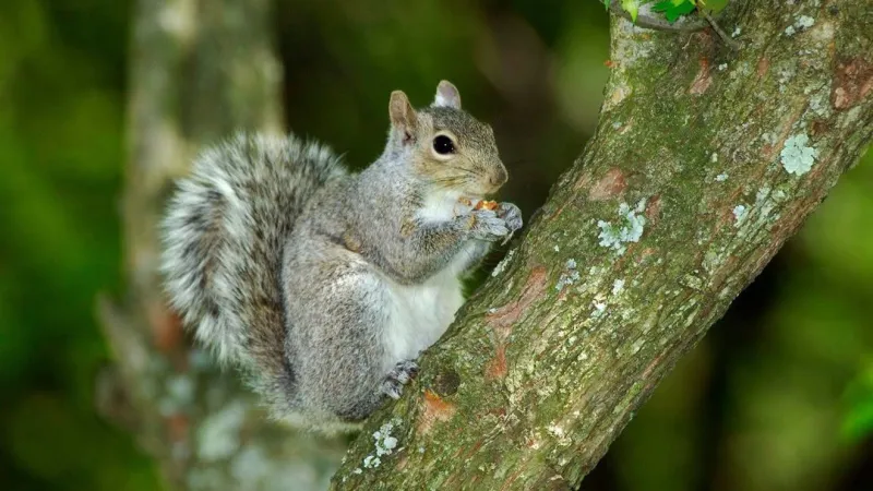 West Virginia squirrel season opens Saturday, Sept. 12