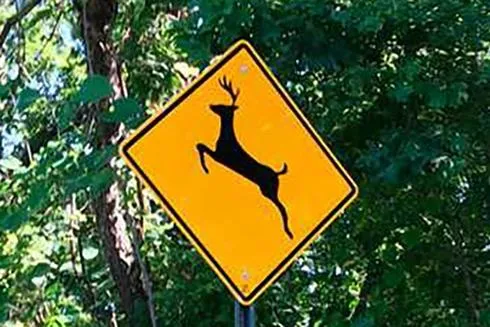 Roads and Animals Don't Mix: What to Do When There's a Dead Animal on the Road