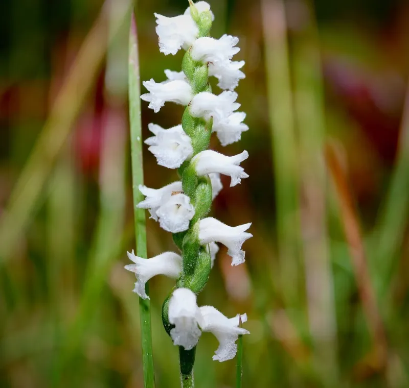 What's blooming at the WVBG?