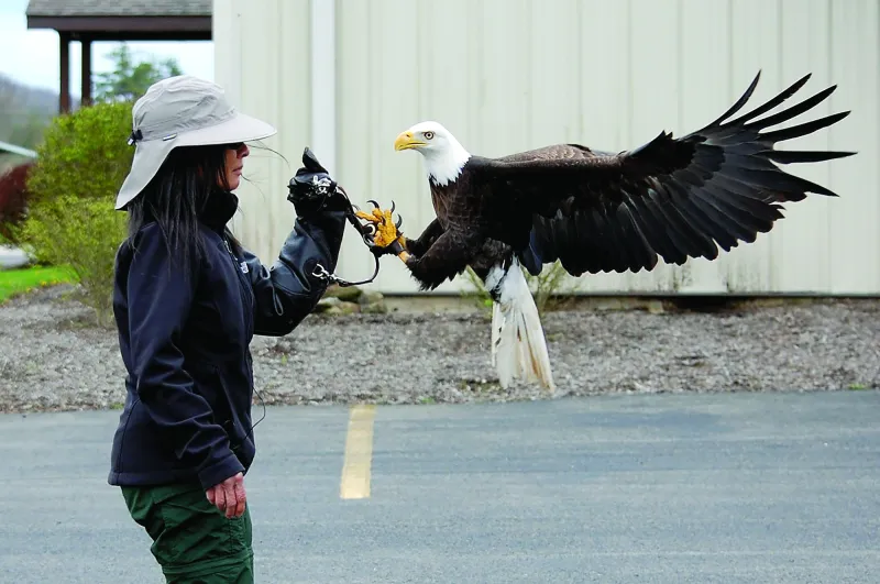 Fighting for Freedom: Raptor specialist working to keep bald eagle