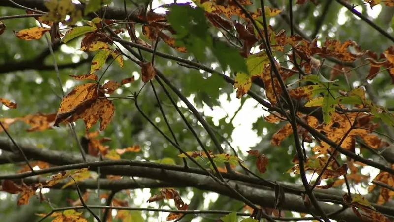 Early fall colors emerge along Charleston's Sunrise Carriage Trail