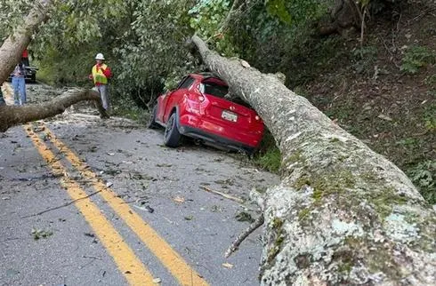Unsuspecting Motorist Falls Victim to Mother Nature as Tree Falls onto Vehicle; No One Injured in Incident