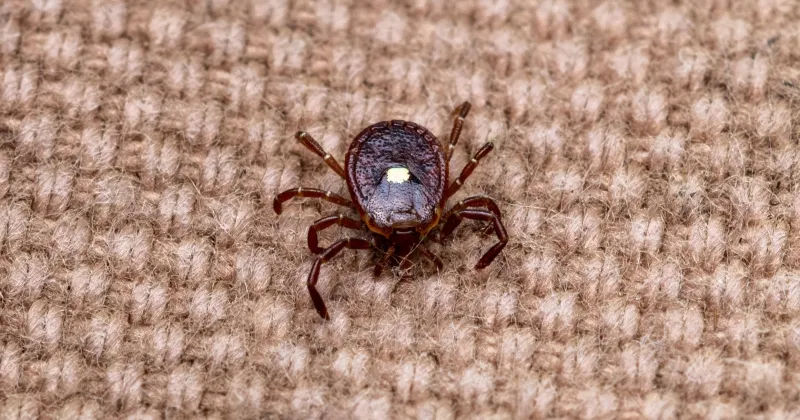 West Virginia tracks uptick in meat allergy disease from lone star ticks