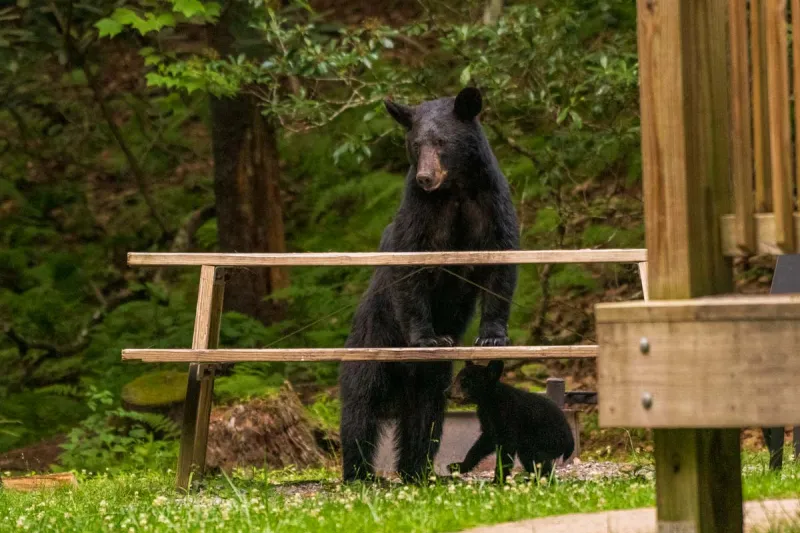 Black bear activity increases in region as they prepare for hibernation