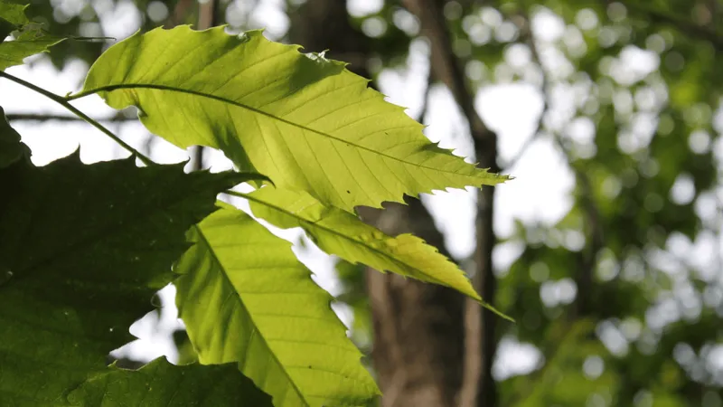 Trees at former Mason County nursery to be relocated after NScale acquisition