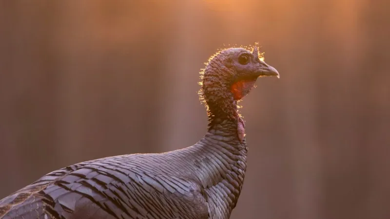 Fall turkey season opens for West Virginia hunters