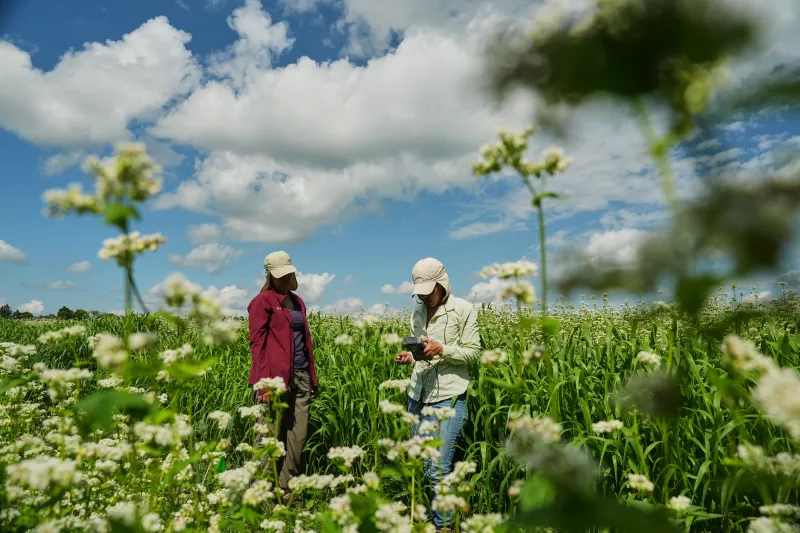 Buckwheat growers hope new markets can help it reach more tables
