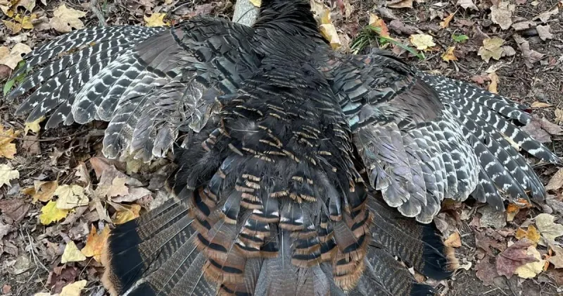 Chris Ellis: The magic of fall turkey season