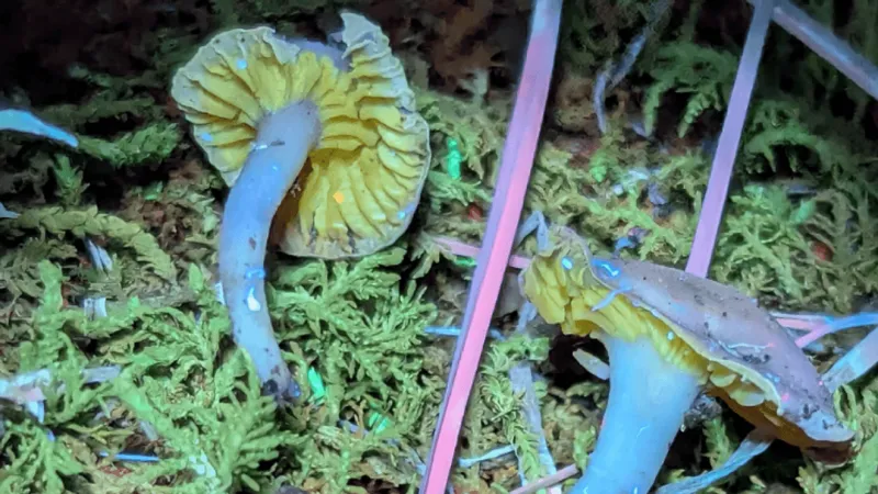 New mushroom species found in Cross Lanes possibly entirely new genus