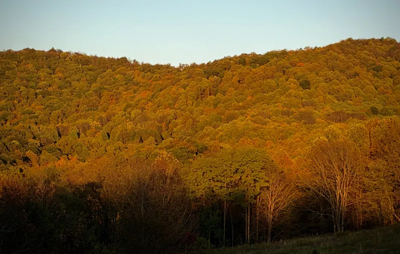 Fall into color