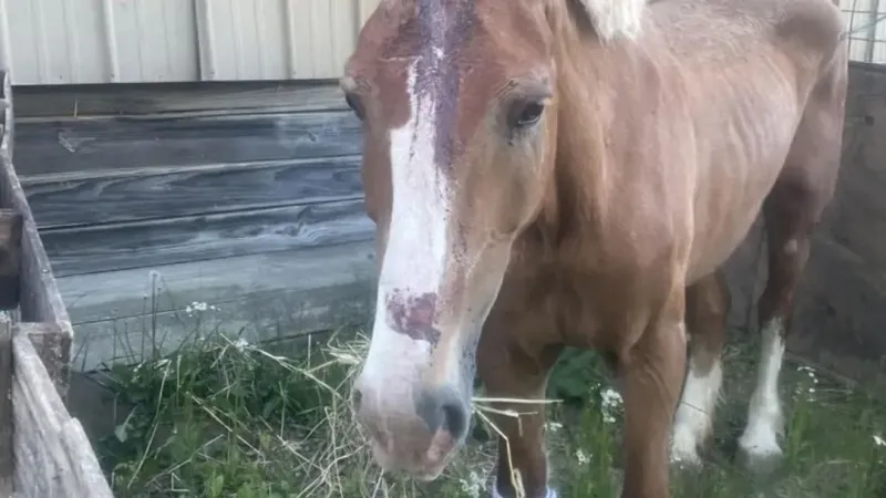 Kentucky Department of Agriculture leads horse investigation in Boyd County