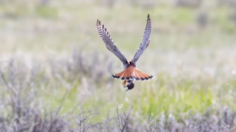 Raptor Center rehabilitates, releases American kestrel after airport injury