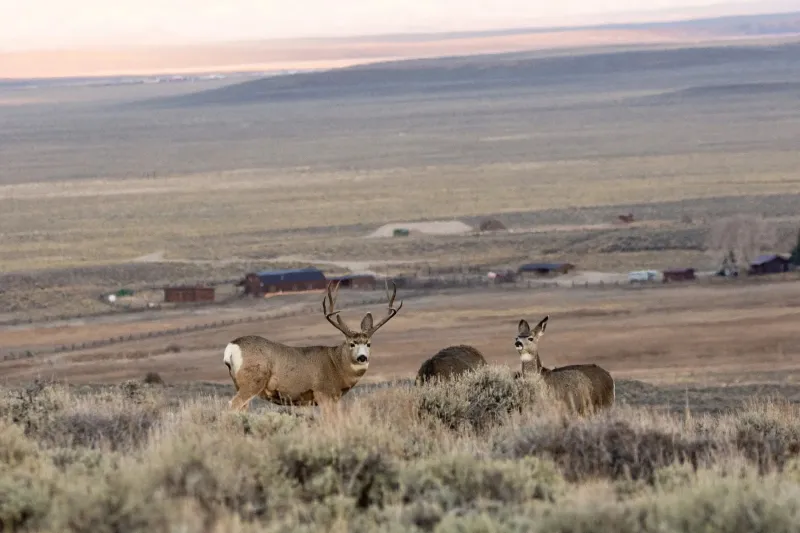 Migrating wildlife need lots of space between houses, research shows