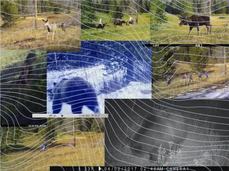 Do Jackson Hole's busiest trails create a wildlife 'sacrifice zone'? Study finds surprising coexistence.