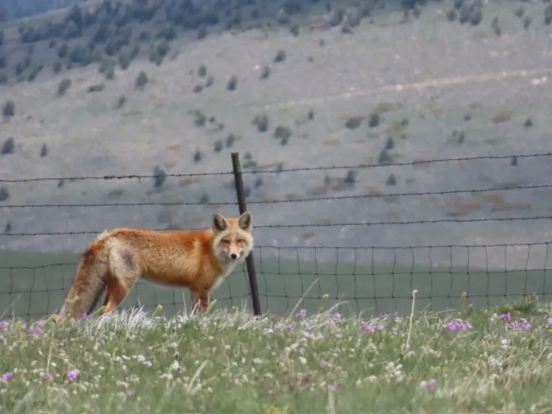 Wordless Wednesday: Wildflower Fox